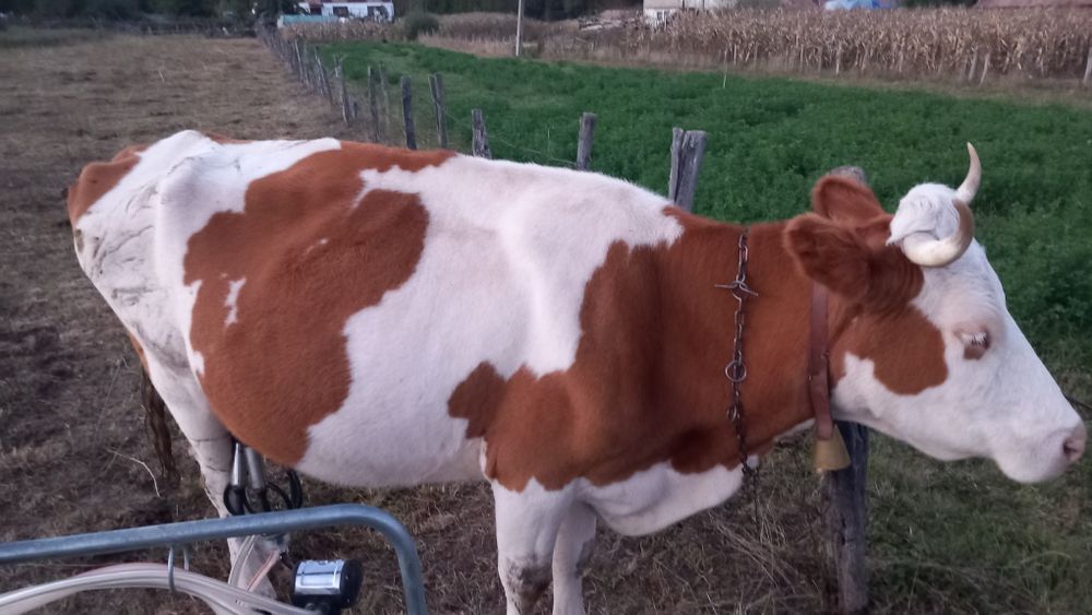 Vaca de vânzare cu vitea