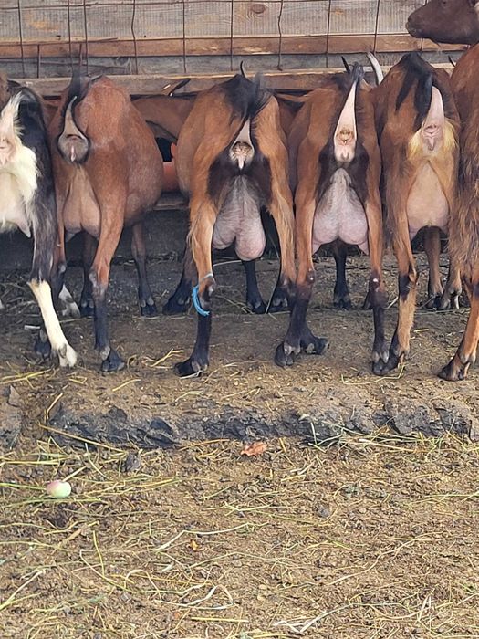 Vand lot de capre lactatie