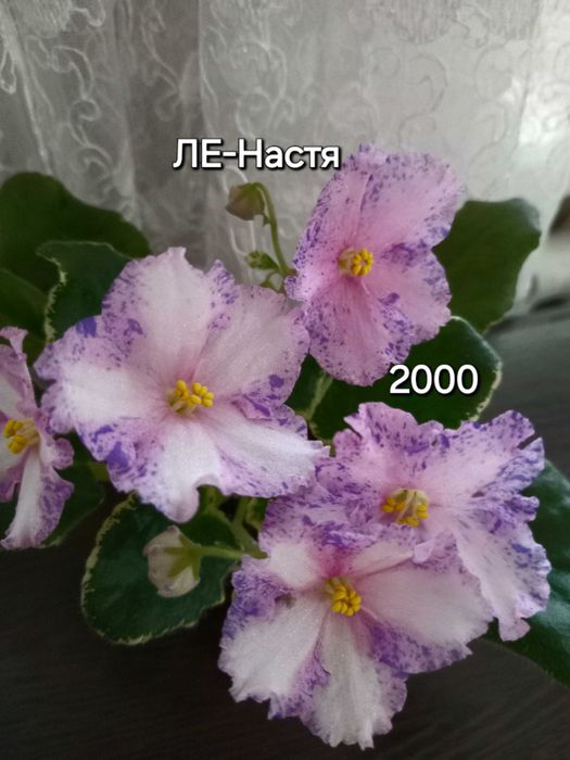 Сциндапсус-комнатное растение