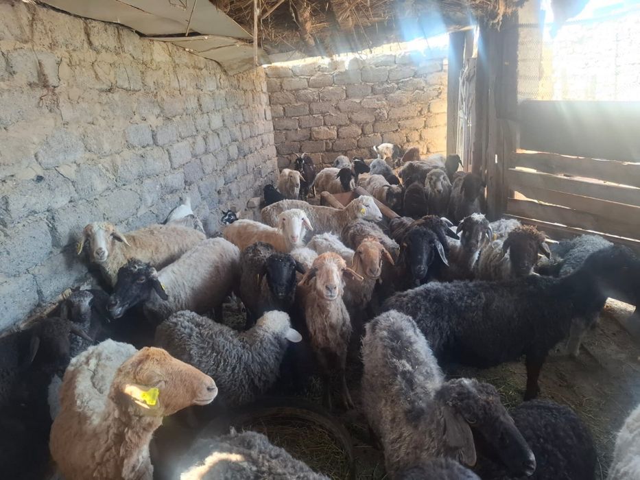 сатылады. адрес аль фарабиде