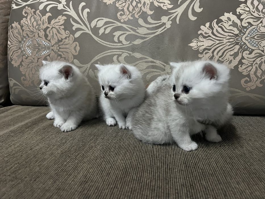 Британски  сребърни