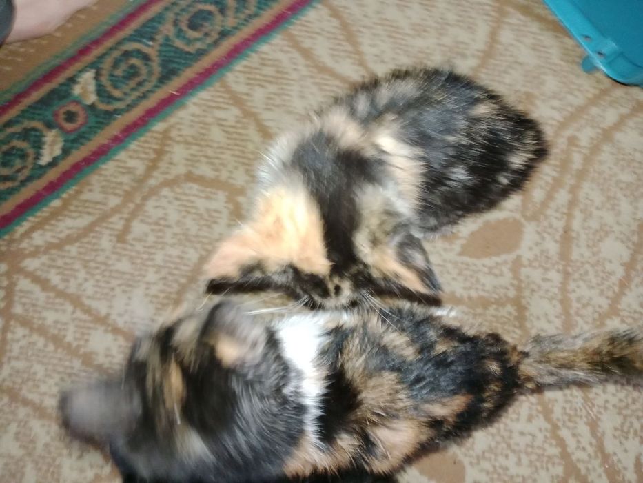 Котята трехцветные срочно бесплатно