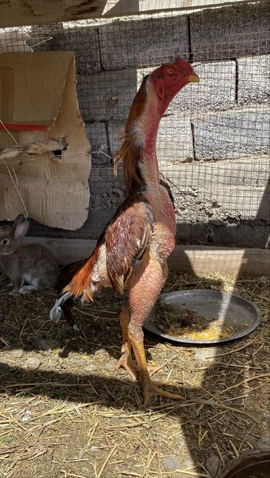 Дакан жоже бойцовый