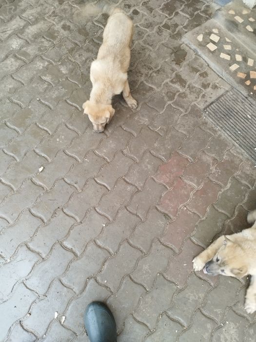 Se oferă spre donatie