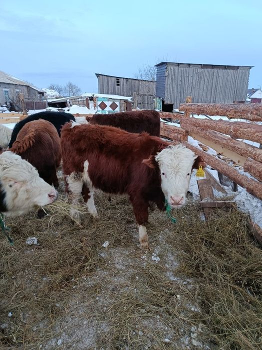 Продам 2ух бычков по 8мес