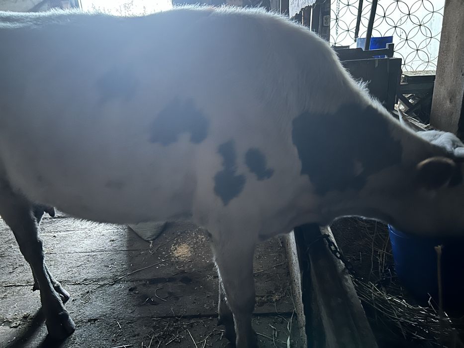 Екі Сиыр  сатылады , Алатау пародасы