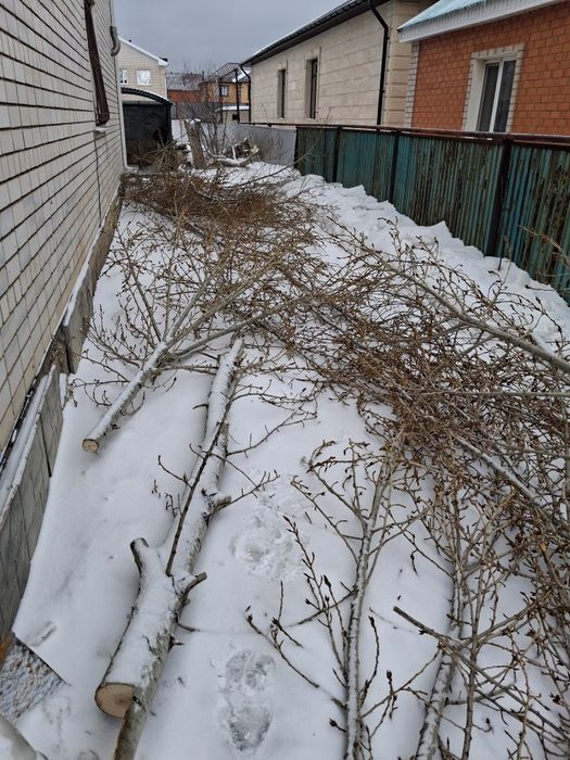 Дрова на топку, молодое дерево