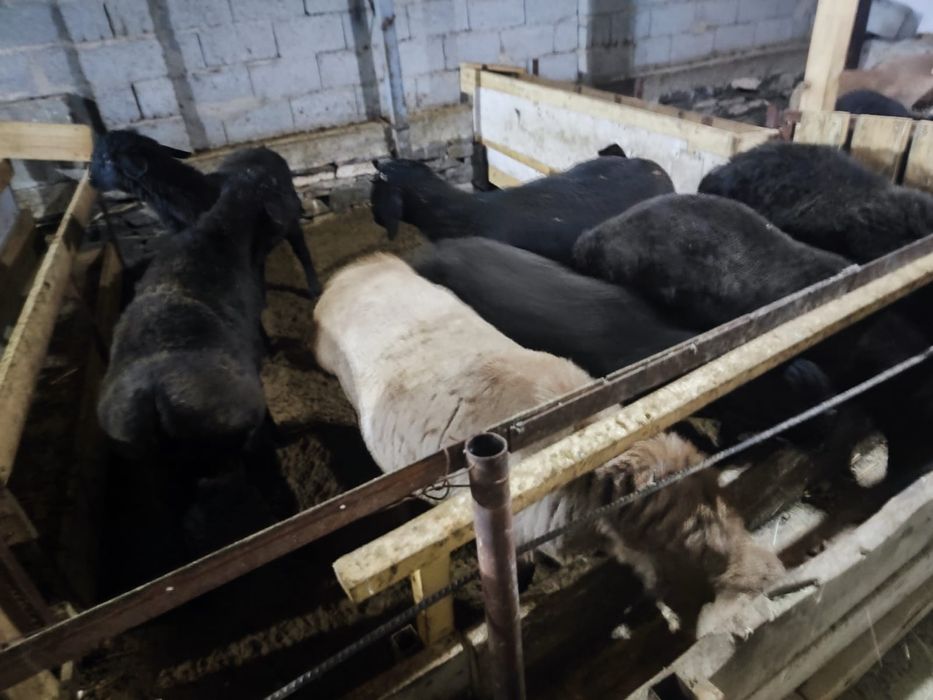 Бордақыда тұрған семіз қойлар