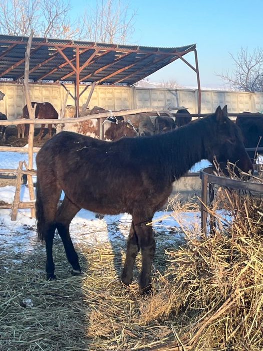 Тай бие кобылы тай