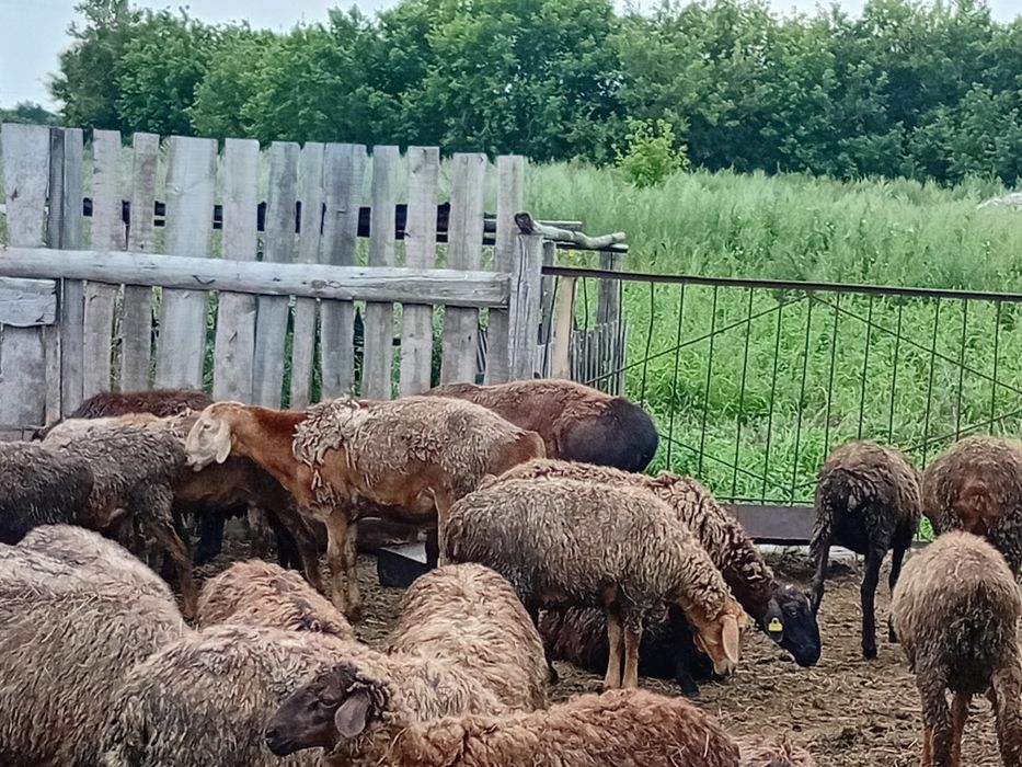 Кошкар гисар афган