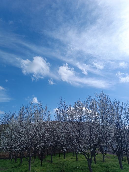 Yer sotiladi 30 so'tik