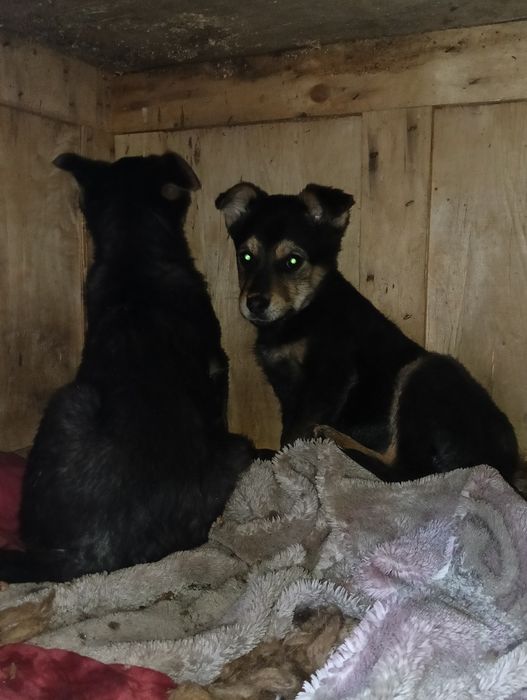 Отдам щенят в добрые руки