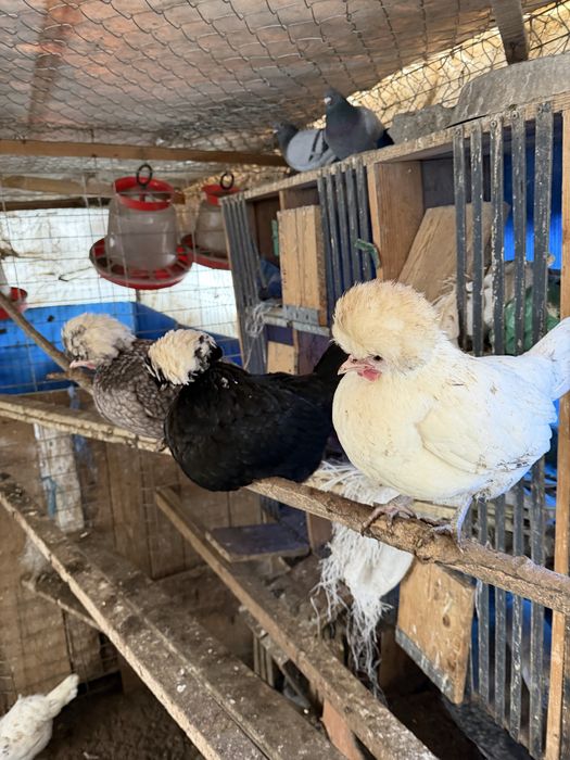 Oua moțate olandeze