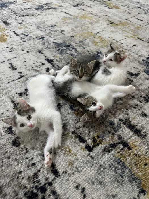 Отдам котят в добрые руки. Бесплатно