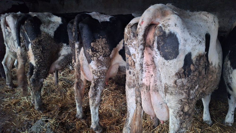 Vand vaci fatate si gestante