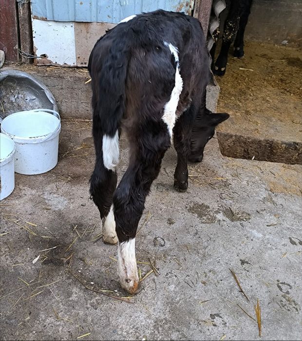 Продается теленок тёлочка