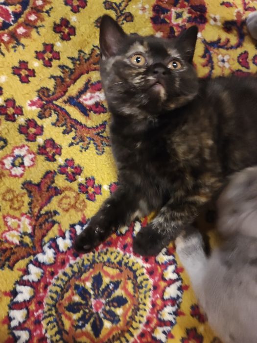 Котенца - късокосмести Британски