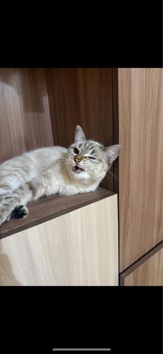 Отдам кошечку в добрые руки