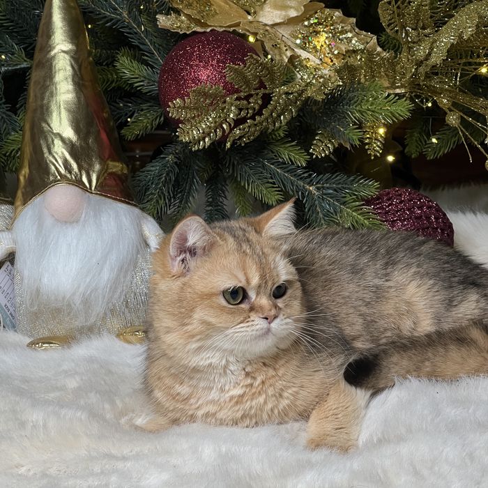 Британецы мальчик и девочка NY12