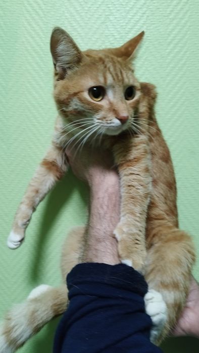 Отдам в добрые руки