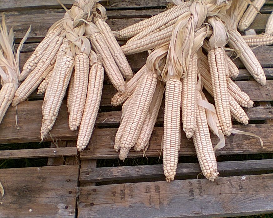 Porumb alb traditional pentru semanat