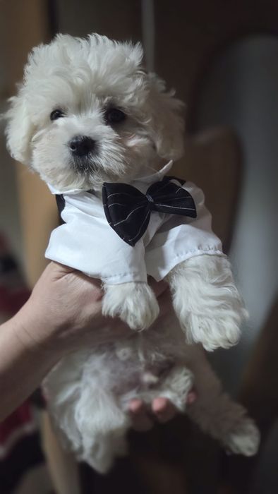 Puiuți adorabili bichon talie mică