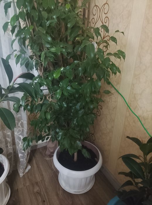 Фикус Бенджамина