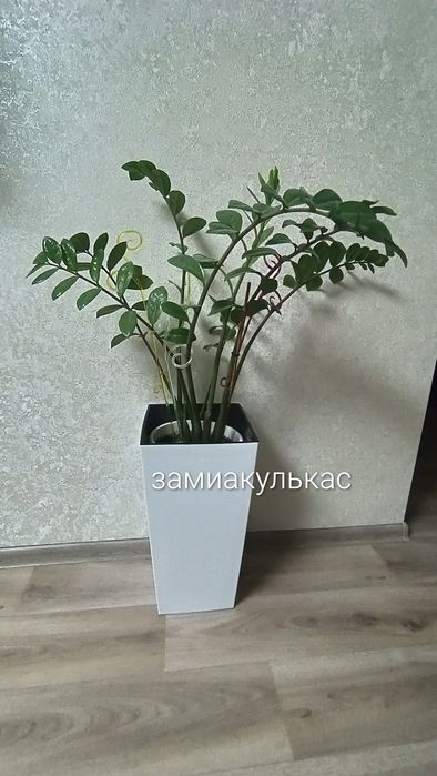Комнатные растения