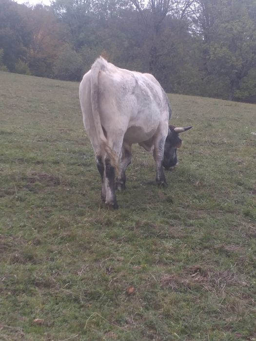 Vând tăuraș de 2 ani