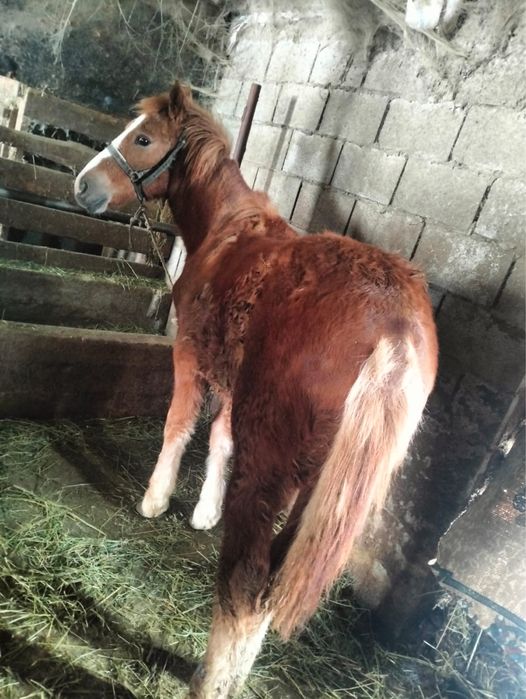 Продам Жирных Лошадей