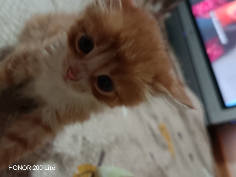 Кошка 3месец бесплатно