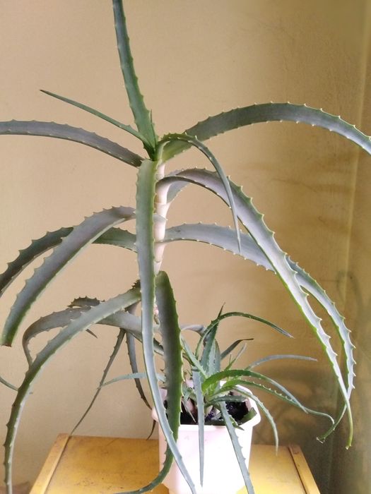 Лечебни Алое Вера и Дървовидно алое, Хлорофитум, Олиандър-лян