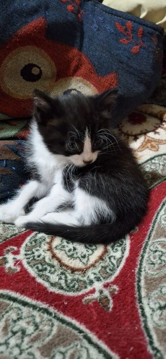 Котята в хорошие руки