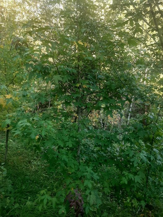 Vindem mesteacăn tei platan stejar frasin paltin etc