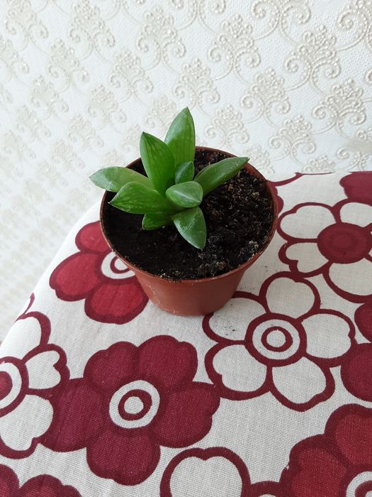 Хавортия ладьевидная