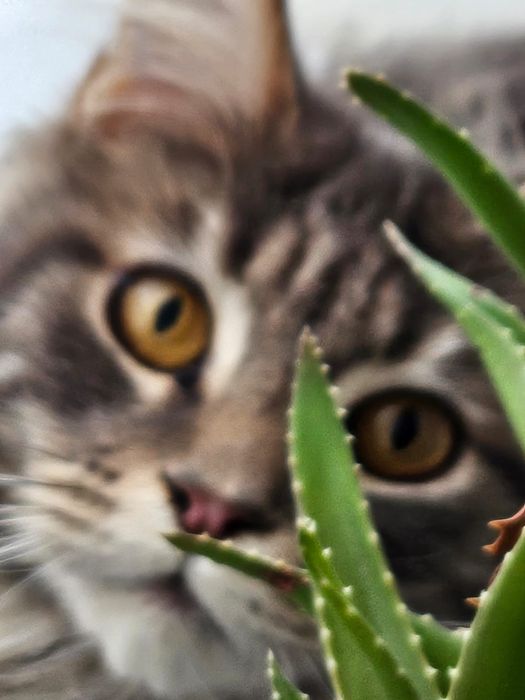 Мейнкуны полидакты и классика