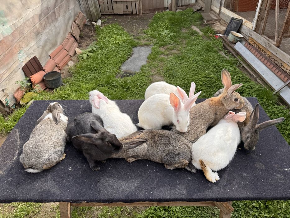 Iepuri hycole francez