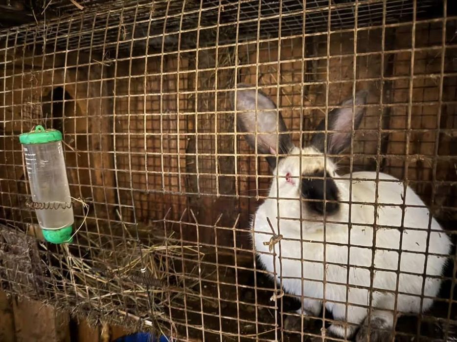 Крольчата             .