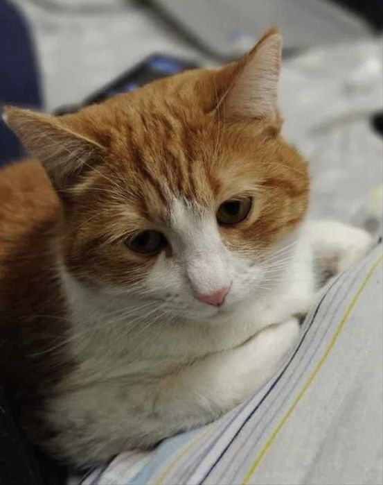 Отдам кошку в добрые руки!!!