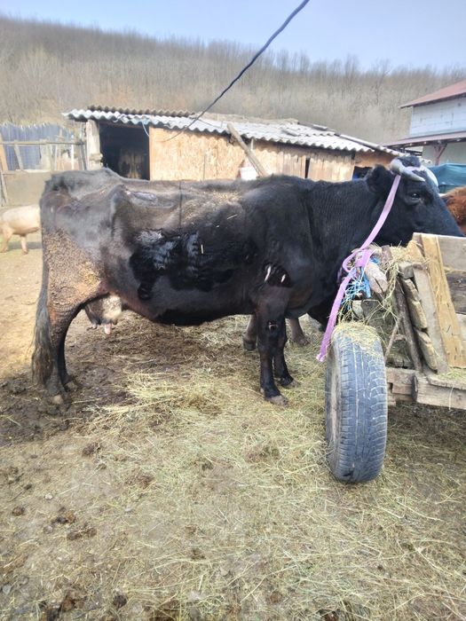 Vand Vaca gestanta in 8  luni sau schimb cu vaca de abator