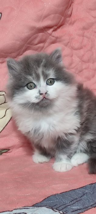 Хайленд страйд .