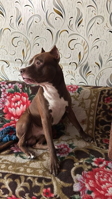 Питбуль  кабель для вязки