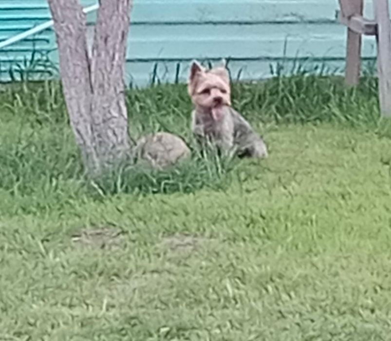 Кобель ищет подругу для вязки