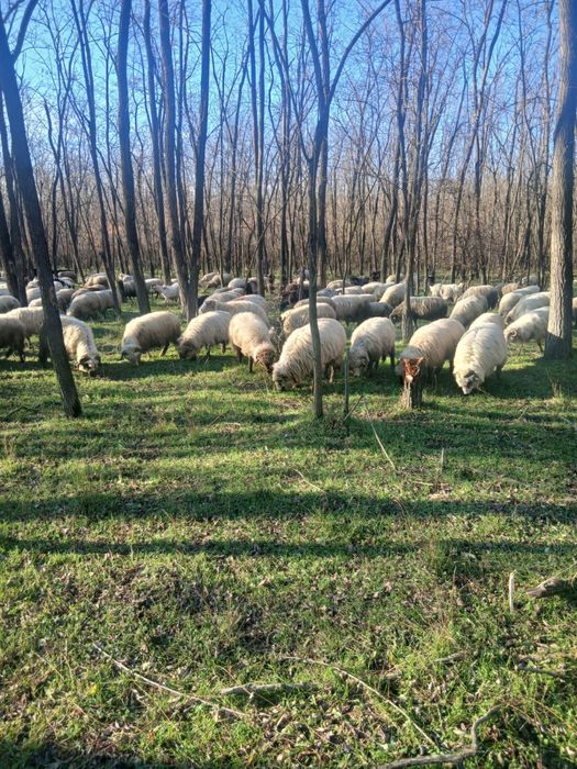 Vand oi negociabil !