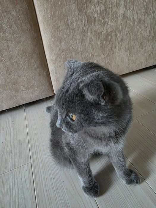 Кошечка ищет дом!