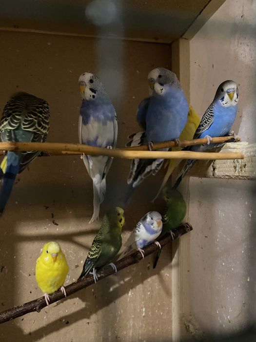 Papagali perusi de vanzare