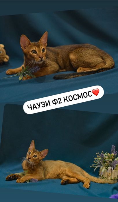 Чаузи из России с родословной