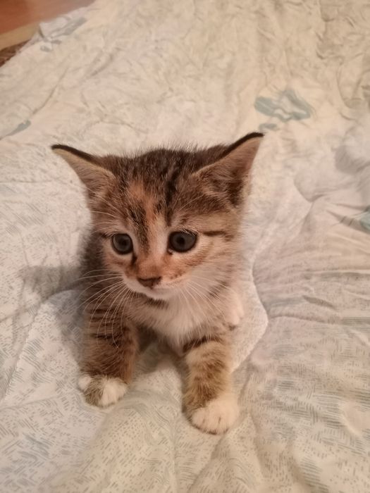 Котенок 1,5месяца бесплатно