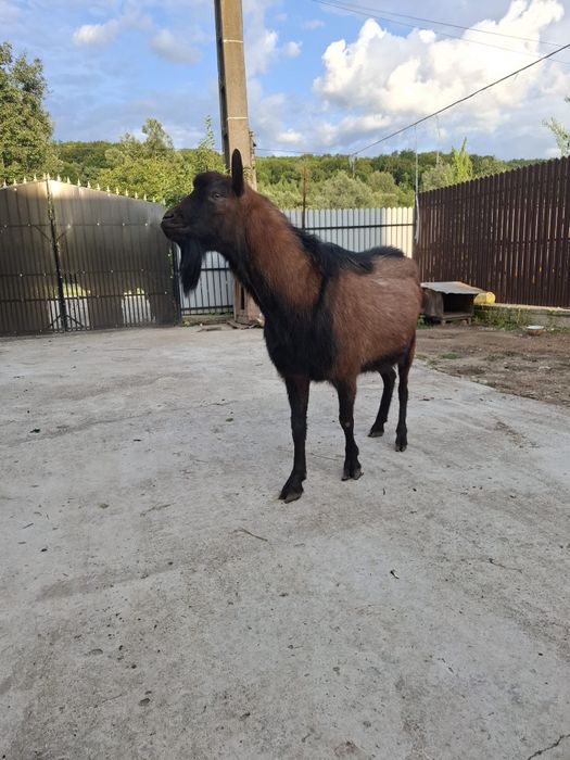 Vând țap de rasă Alpin Francez. 1500 RON  Negociabil