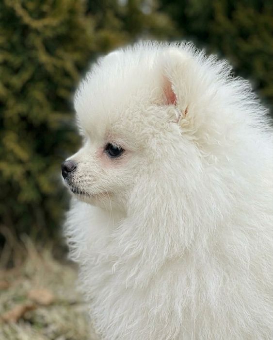 Pomeranian alb mini